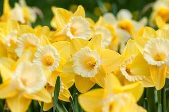 Daffodils Captions