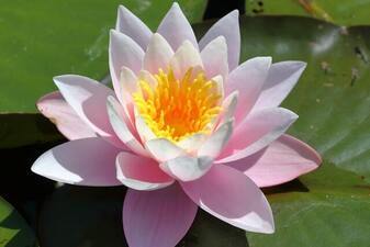 Lotus Flower Captions